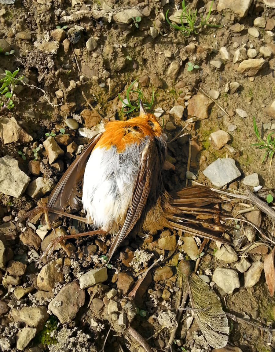 Photo: A dead robin in the garden