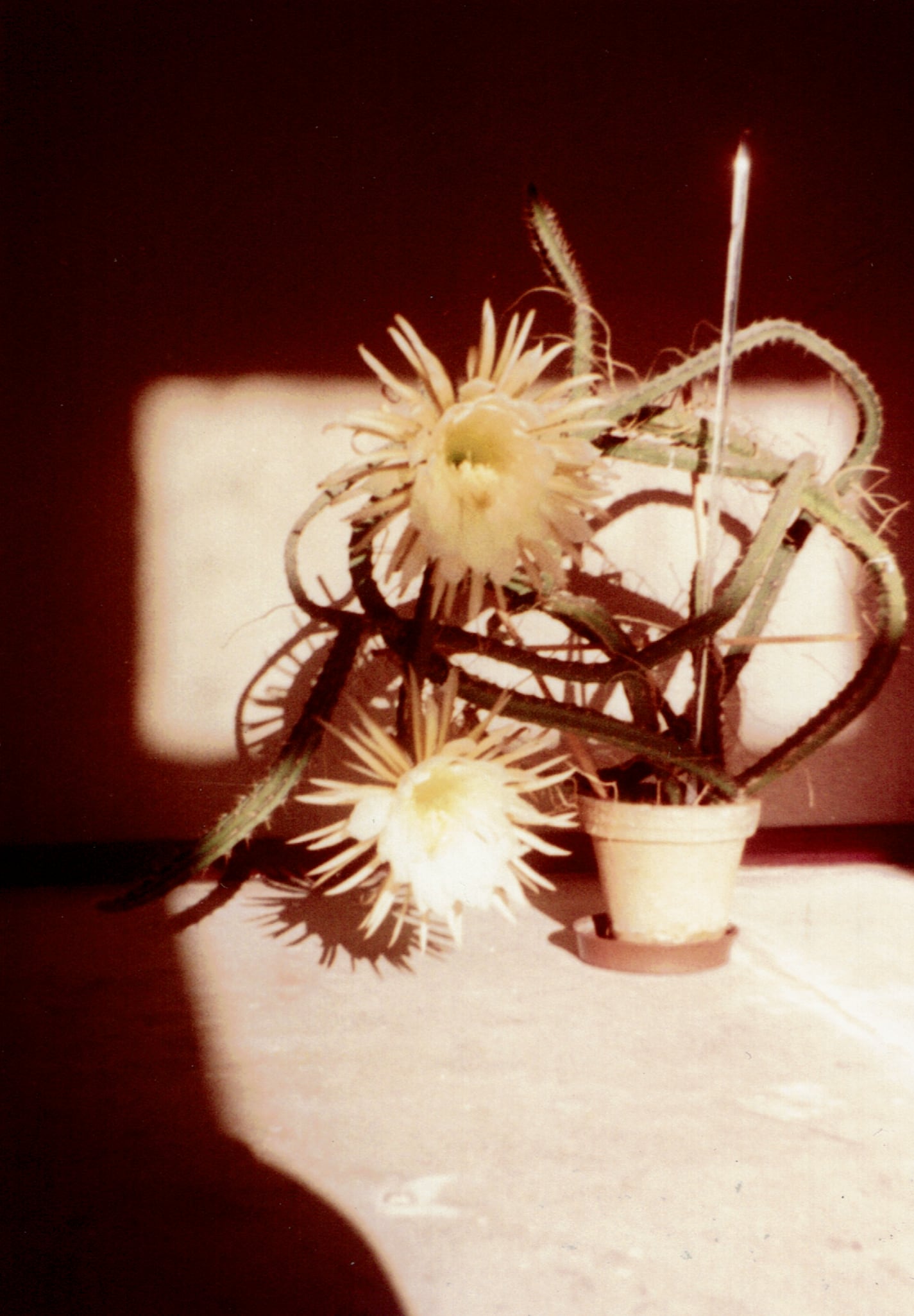 Photo: “Selenicereus grandiflorus” (cactus called Queen of the Night)